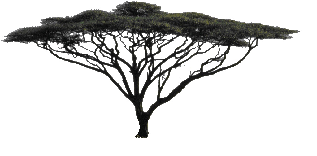 acacia tree clipart - photo #17